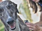 Domácí veterinářka - péče o vašeho psa  u vás doma