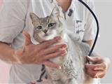 Domácí veterinářka - péče o vaši kočku u vás doma